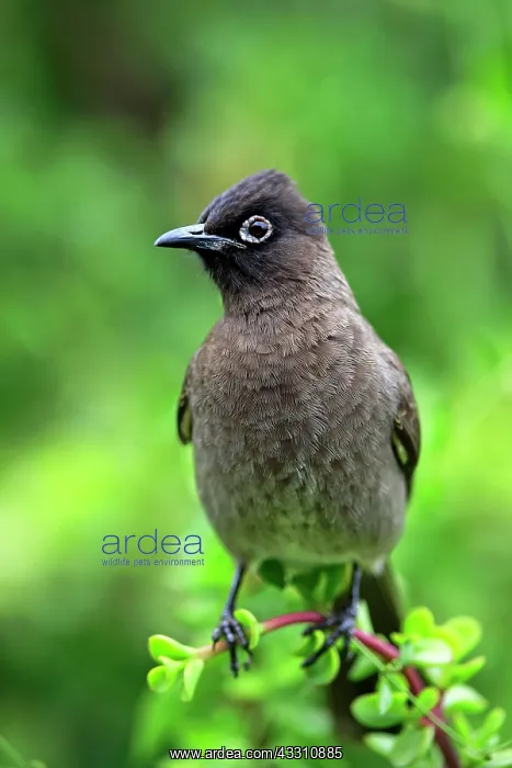  : Cape Bulbul (Pycnonotus capensis), adult, Addo Elephant