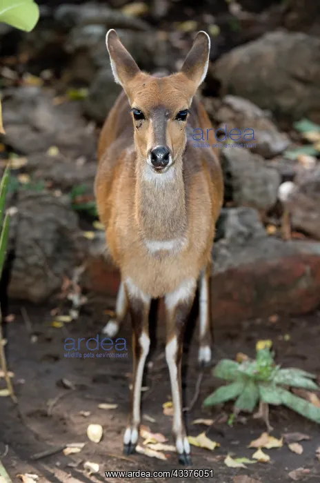 : Cape Bushbuck - - Letaba Camp, Kruger National Park : Cape Bushbuck - - Letaba Camp, Kruger National Park