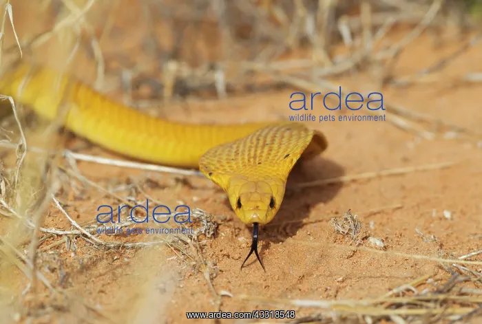 : Cape Coba. Hunting and spreading its broad hood : Cape Coba. Hunting and spreading its broad hood