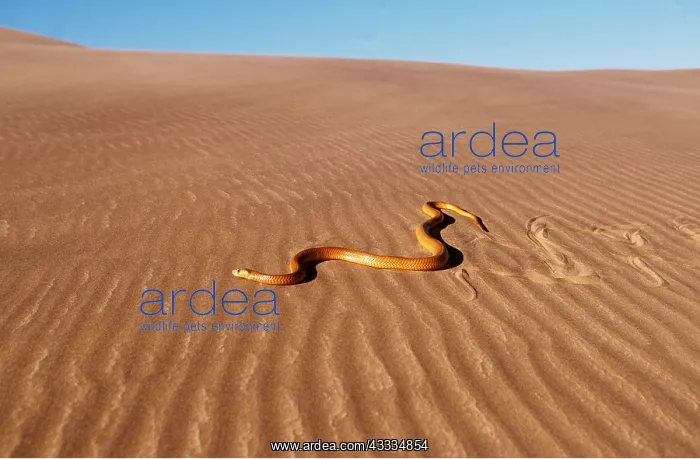 : CAPE COBRA - moving across desert : CAPE COBRA - moving across desert