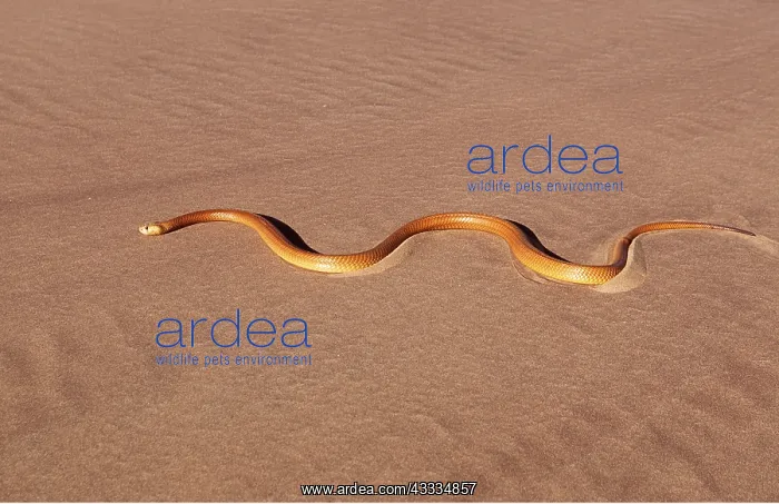 : CAPE COBRA - moving across desert : CAPE COBRA - moving across desert