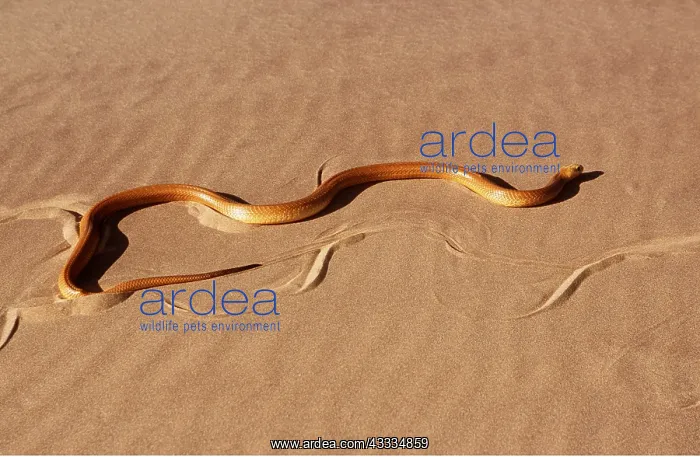 : CAPE COBRA - moving across desert : CAPE COBRA - moving across desert
