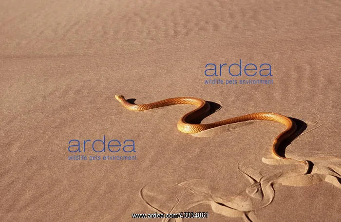 : CAPE COBRA - moving across desert : CAPE COBRA - moving across desert