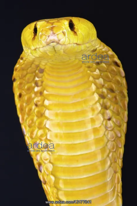: Cape cobra (Naja nivea), Namibia : Cape cobra (Naja nivea), Namibia