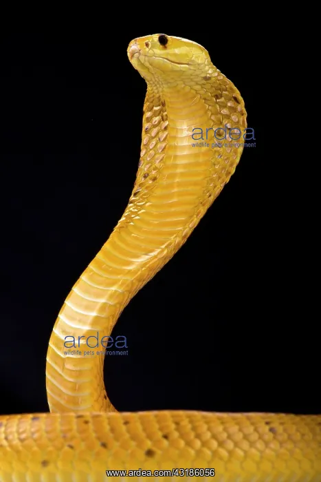 : Cape cobra (Naja nivea), Namibia : Cape cobra (Naja nivea), Namibia