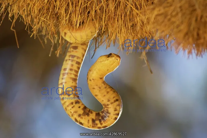 : Cape Cobra - raiding a huge communal nest of Sociable : Cape Cobra - raiding a huge communal nest of Sociable
