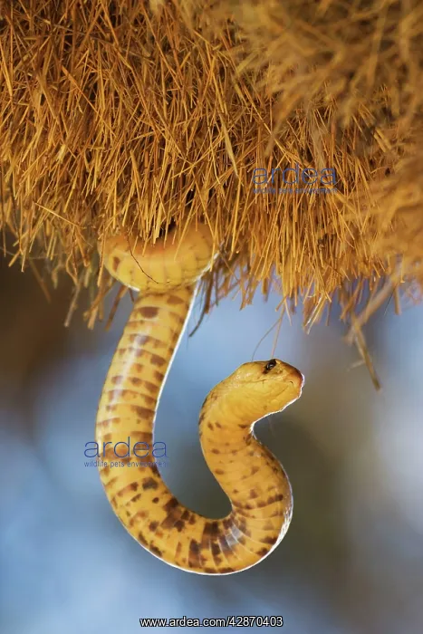 : Cape Cobra - raiding a huge communal nest of Sociable : Cape Cobra - raiding a huge communal nest of Sociable