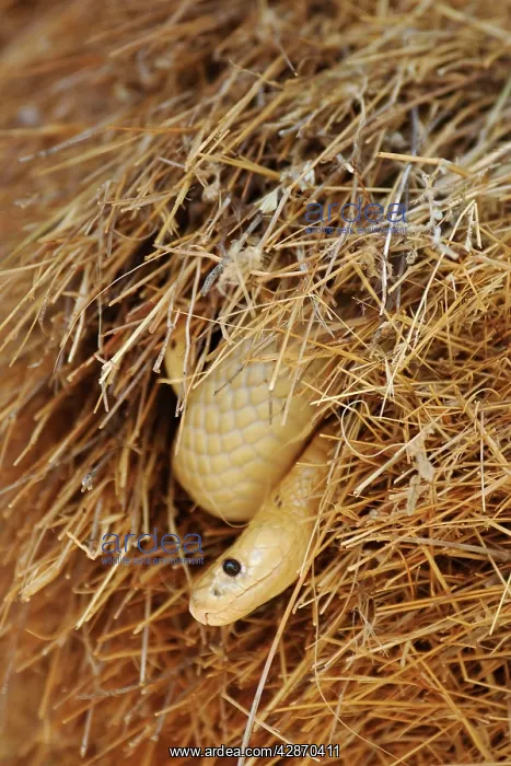 : Cape Cobra - raiding a huge communal nest of Sociable : Cape Cobra - raiding a huge communal nest of Sociable