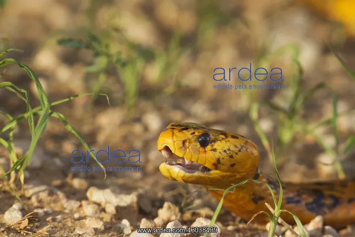 : Cape Cobra - during the rainy season with green : Cape Cobra - during the rainy season with green