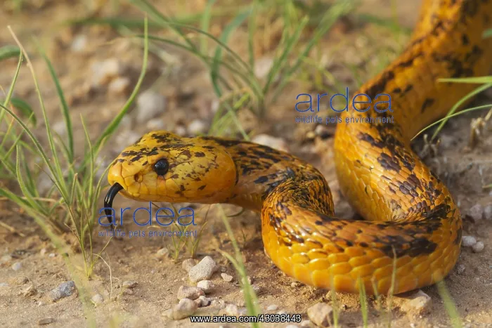 : Cape Cobra - during the rainy season with green : Cape Cobra - during the rainy season with green