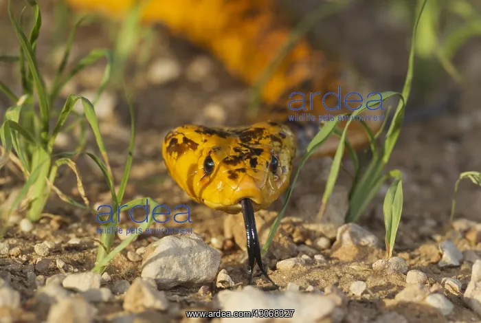 : Cape Cobra - during the rainy season with green : Cape Cobra - during the rainy season with green