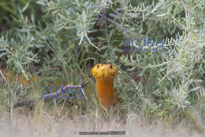 : Cape Cobra - during the rainy season in green surroundings : Cape Cobra - during the rainy season in green surroundings