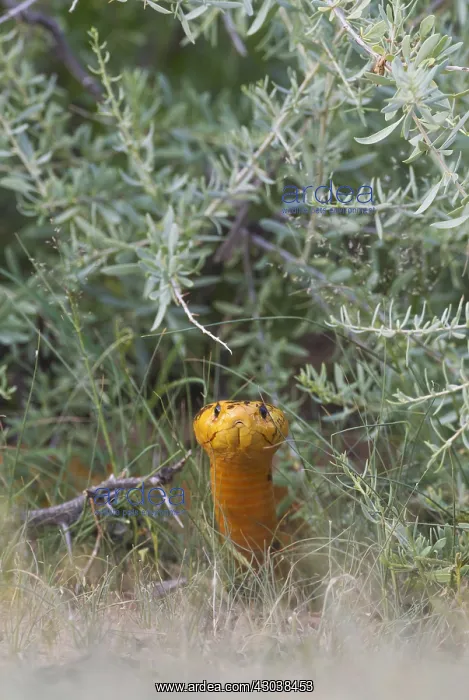 : Cape Cobra - during the rainy season in green surroundings : Cape Cobra - during the rainy season in green surroundings