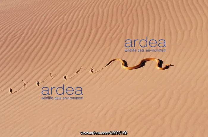 : CAPE COBRA - TRACKS IN SAND : CAPE COBRA - TRACKS IN SAND