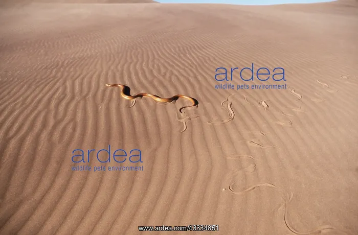 : CAPE COBRA - TRACKS IN SAND : CAPE COBRA - TRACKS IN SAND