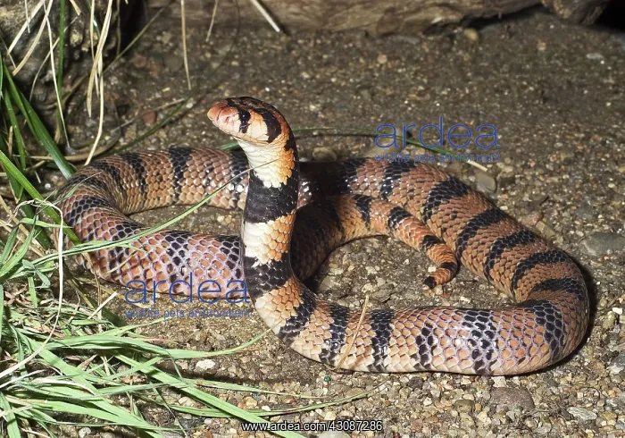 : Cape Coral Cobra : Cape Coral Cobra
