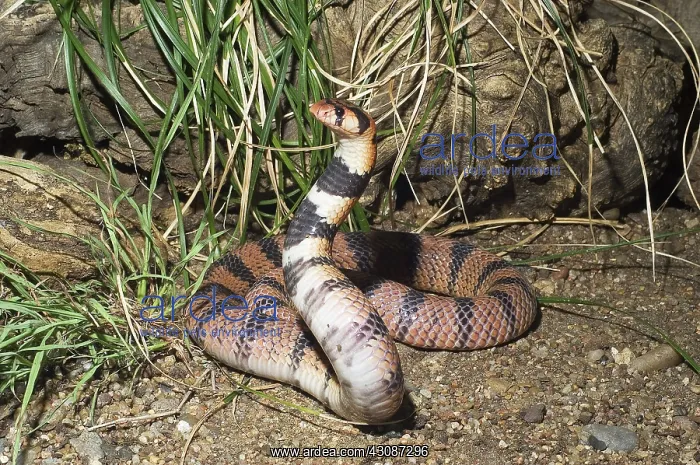 : Cape Coral Cobra : Cape Coral Cobra