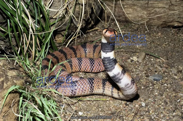 : Cape Coral Cobra : Cape Coral Cobra
