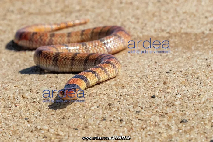 : CAPE CORAL SNAKE : CAPE CORAL SNAKE