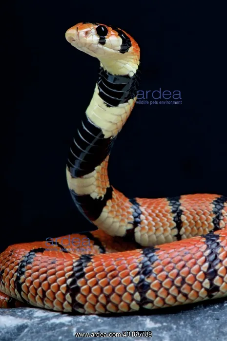 : Cape coral snake (Aspidelaps lubricus), South Africa : Cape coral snake (Aspidelaps lubricus), South Africa