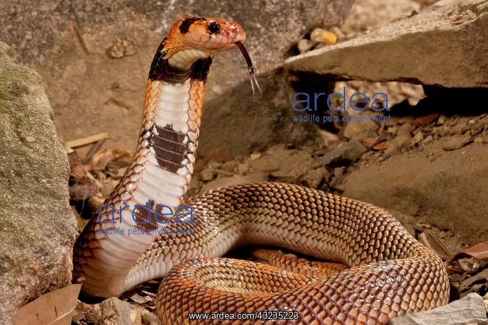 : Cape Coral Snake Aspidelaps lubricus cowlesi : Cape Coral Snake Aspidelaps lubricus cowlesi