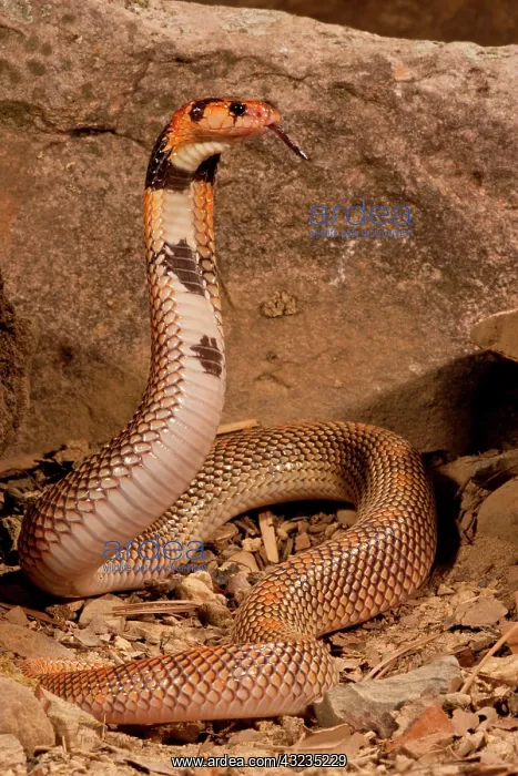 : Cape Coral Snake Aspidelaps lubricus cowlesi : Cape Coral Snake Aspidelaps lubricus cowlesi