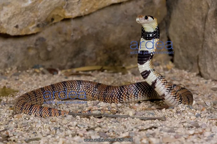 : Cape Coral Snake, Aspidelaps lubricus, Native : Cape Coral Snake, Aspidelaps lubricus, Native