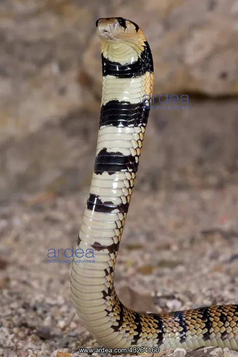 : Cape Coral Snake, Aspidelaps lubricus, Native : Cape Coral Snake, Aspidelaps lubricus, Native