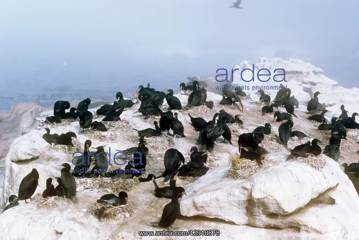 : Cape Cormorant - breeding colony : Cape Cormorant - breeding colony
