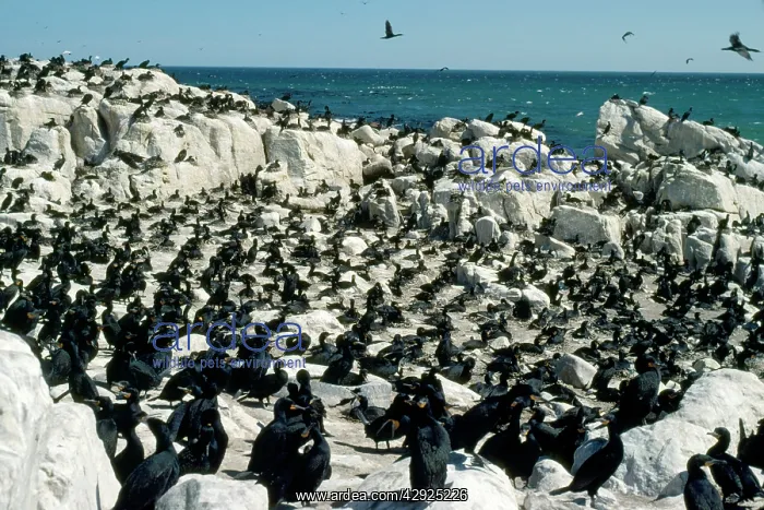 : Cape Cormorant - breeding colonyS : Cape Cormorant - breeding colonyS