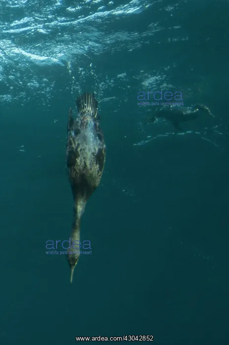 : Cape Cormorant diving from surface : Cape Cormorant diving from surface