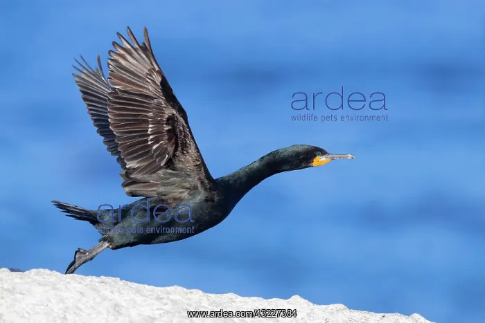 : Cape Cormorant (Phalacrocorax capensis), side view : Cape Cormorant (Phalacrocorax capensis), side view