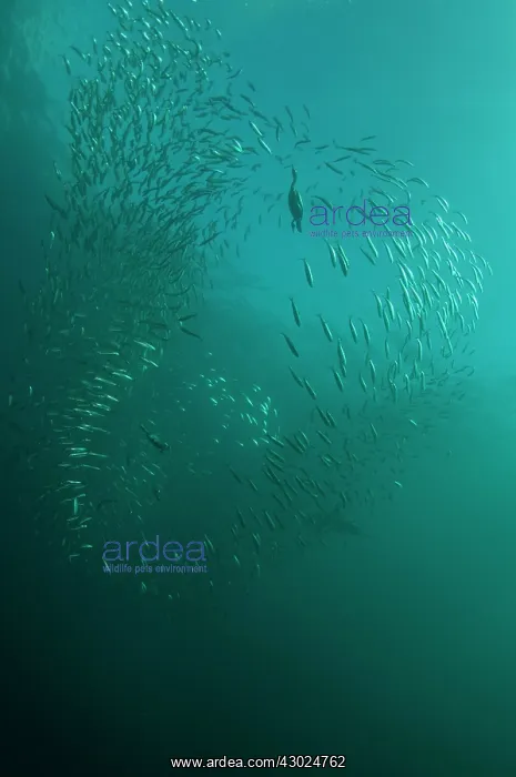 : Cape Cormorant swimming into baitball (school of : Cape Cormorant swimming into baitball (school of