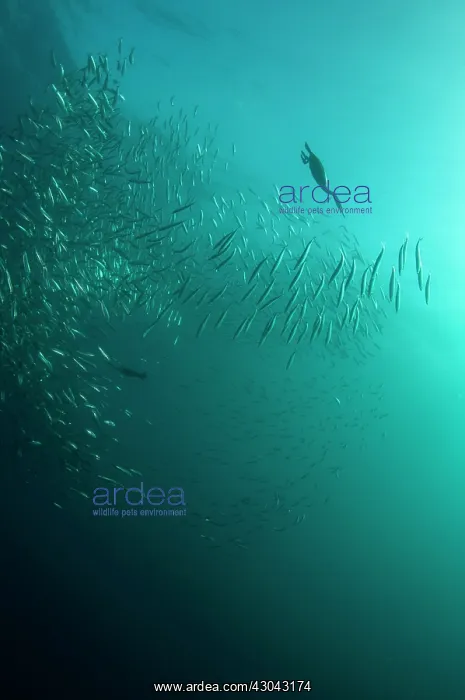 : Cape Cormorant swimming into baitball (school of : Cape Cormorant swimming into baitball (school of