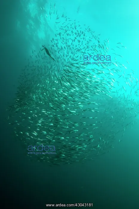 : Cape Cormorant swimming into baitball (school of : Cape Cormorant swimming into baitball (school of