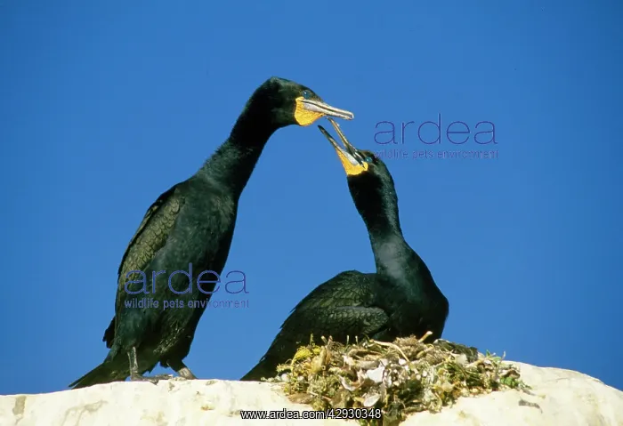 : CAPE CORMORANTS - pair, one on nest : CAPE CORMORANTS - pair, one on nest