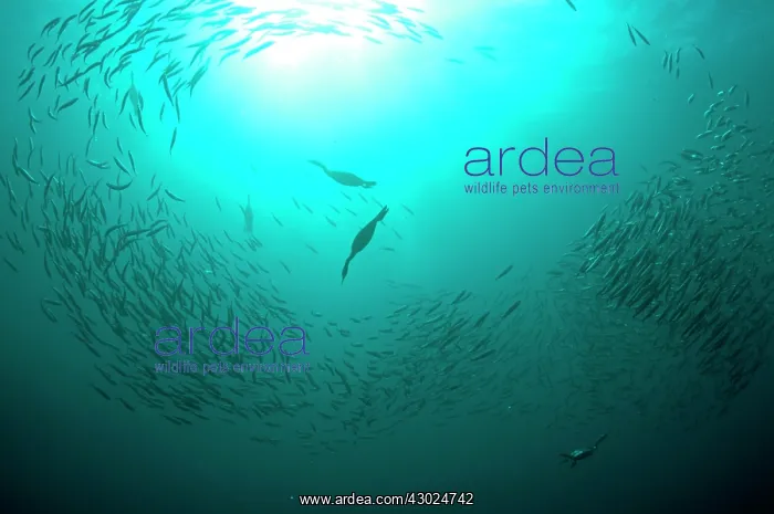 : Cape Cormorants swimming into baitball (school of : Cape Cormorants swimming into baitball (school of