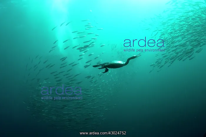 : Cape Cormorants swimming into baitball (school of : Cape Cormorants swimming into baitball (school of