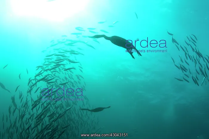 : Cape Cormorants swimming into baitball (school of : Cape Cormorants swimming into baitball (school of