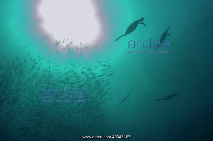 : Cape Cormorants swimming into baitball (school of : Cape Cormorants swimming into baitball (school of