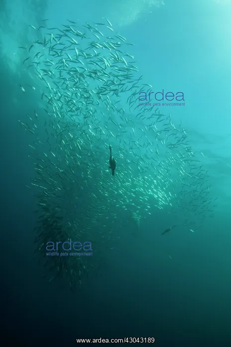 : Cape Cormorants swimming into baitball (school of : Cape Cormorants swimming into baitball (school of