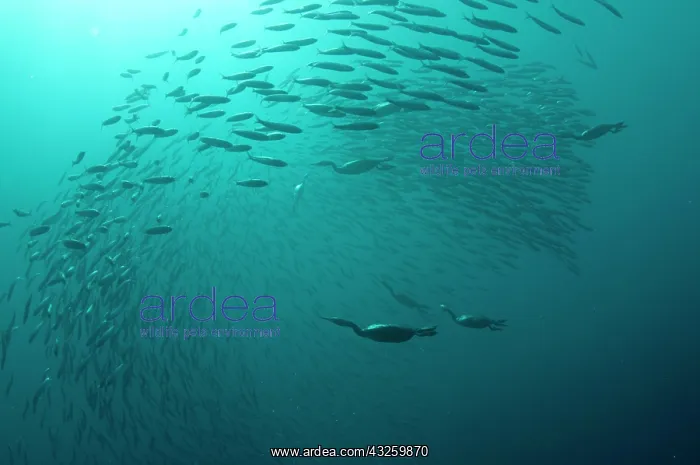 : Cape Cormorants swimming into baitball (school of : Cape Cormorants swimming into baitball (school of