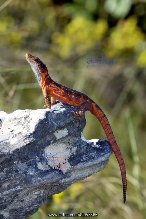 : Cape Crag Lizard : Cape Crag Lizard