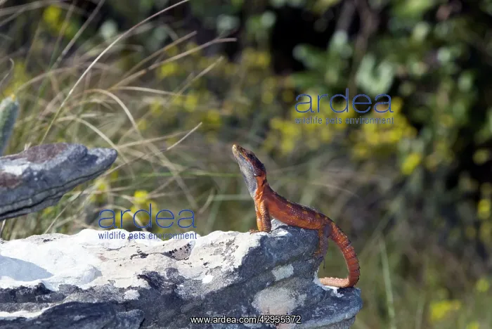 : Cape Crag Lizard : Cape Crag Lizard