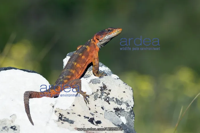: Cape Crag Lizard : Cape Crag Lizard