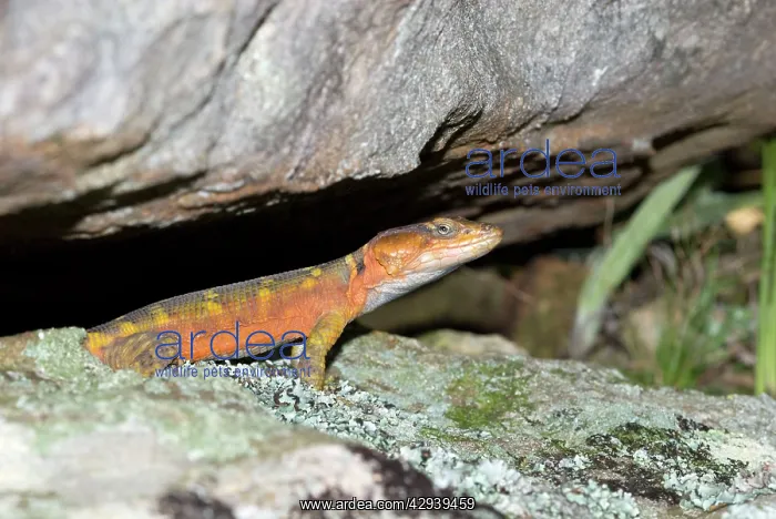 : Cape Crag Lizard / Small-scale Girdled Lizard - : Cape Crag Lizard / Small-scale Girdled Lizard -