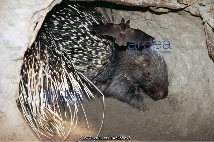 : CAPE / CRESTED PORCUPINE in burrow with tomb bat flying in : CAPE / CRESTED PORCUPINE in burrow with tomb bat flying in