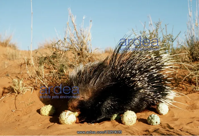 : CAPE / CRESTED PORCUPINE - eating Gemsbok cucumber : CAPE / CRESTED PORCUPINE - eating Gemsbok cucumber