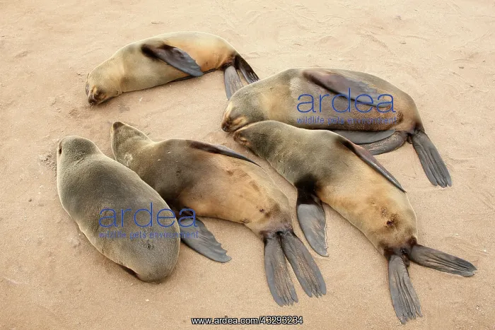 : Cape Cross Seal Reserve is a protected area owned by the gov : Cape Cross Seal Reserve is a protected area owned by the gov