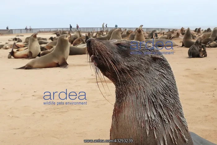 : Cape Cross Seal Reserve is a protected area owned by the gov : Cape Cross Seal Reserve is a protected area owned by the gov